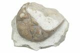 Bargain, Fossil Chasmops Trilobite Cephalon - Russia #363123-1